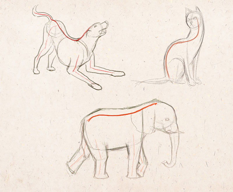 Рисование осевой линии у животных