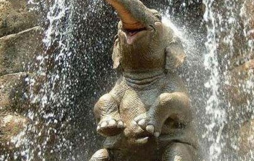 слон сидит под водопадом