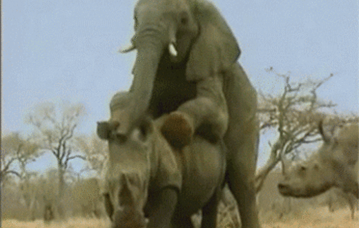 слон, трахать, носорог, видео, лев, прерии