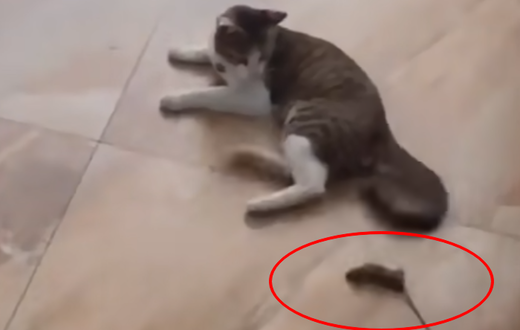 Мышь атакует котов вертухой