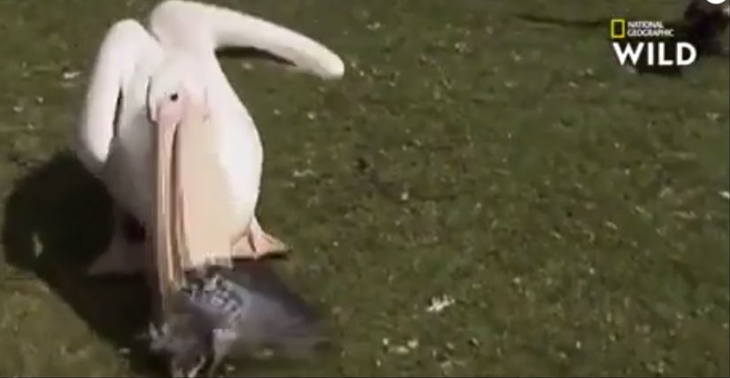 Голодный пеликан жрет голубя